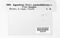 Agaricus umbelliferus image
